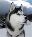 /album/galerie-photos/loup-poissonred-jpg/